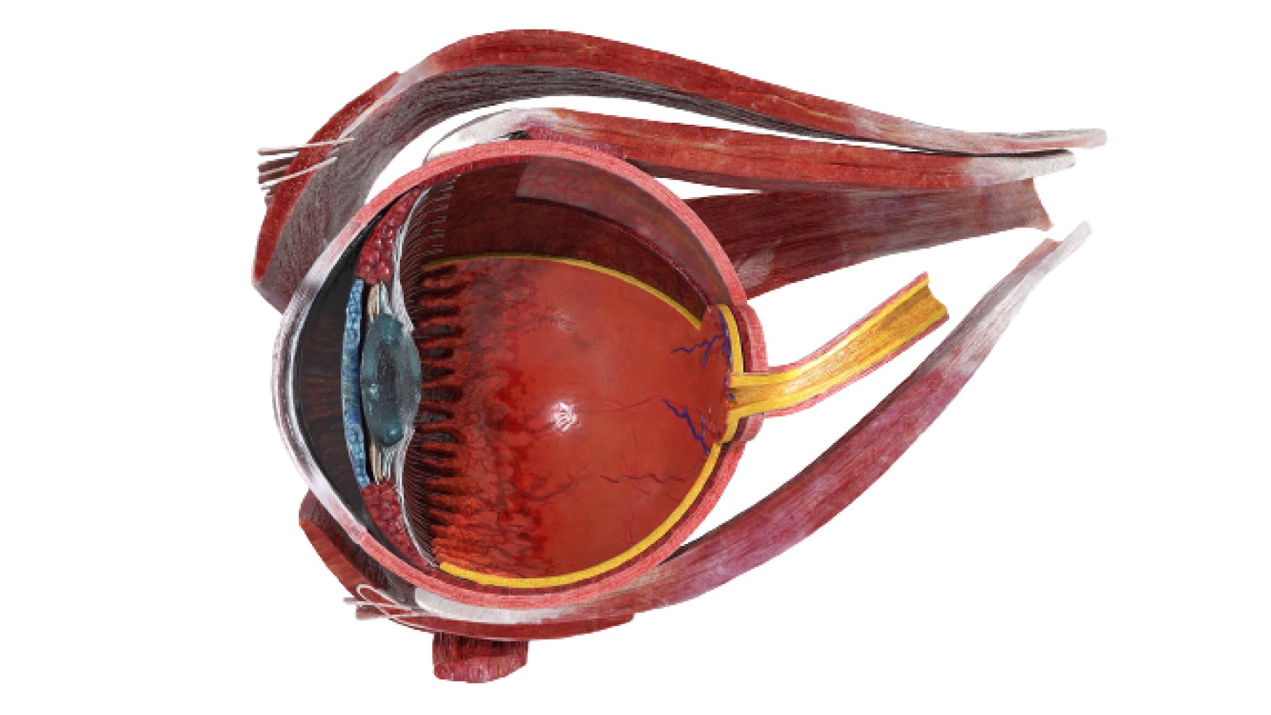 eye